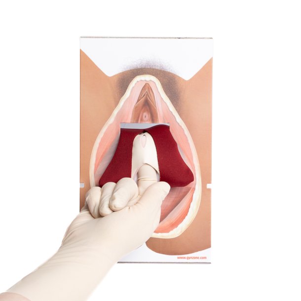 Rectovaginal fascia palpation and repair model.