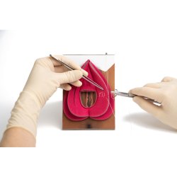 Workshop in a box. Perineal repair of 1st 2nd-degree and mediolateral episiotomy
