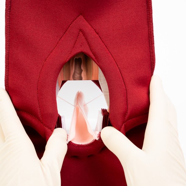 Anal Sphincter Repair Model, Textile