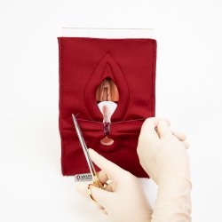 Anal Sphincter Repair Model, Textile