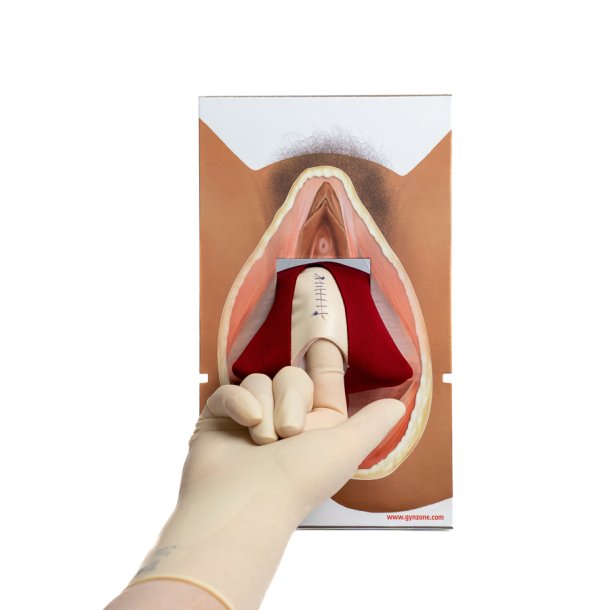 Rectovaginal fascia palpation and repair model.