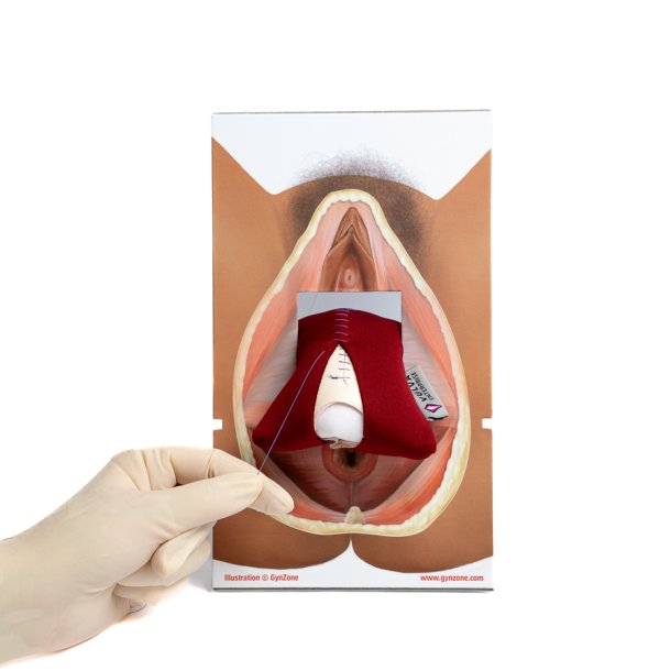 Rectovaginal fascia palpation and repair model.