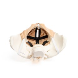 Pudendal block trainer