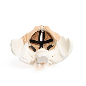 Pudendal block trainer